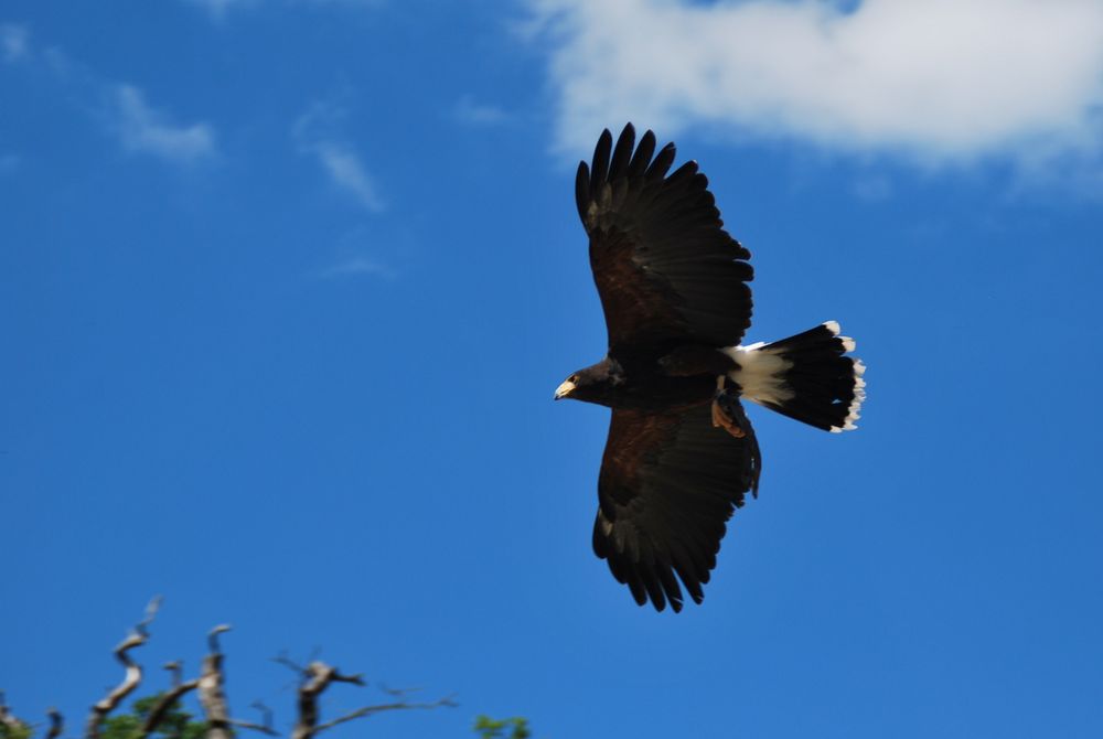 Greifvogel im Tierpark