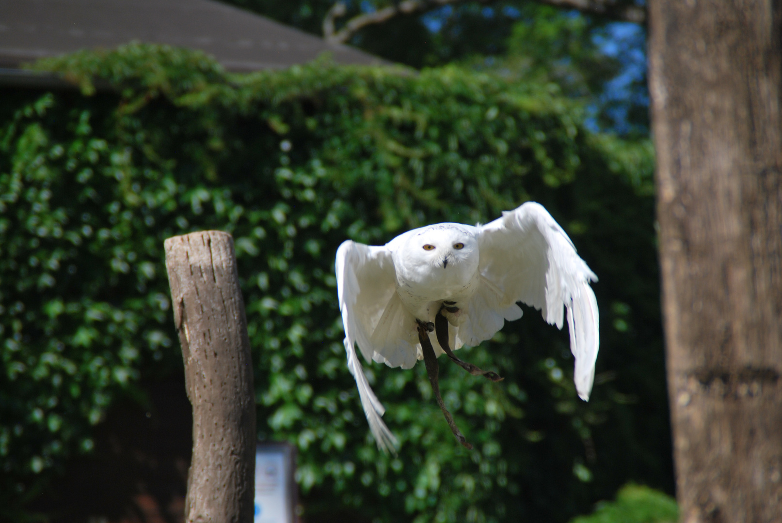 Greifvogel im Tierpark