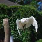 Greifvogel im Tierpark