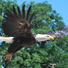 Greifvogel im Tierpark