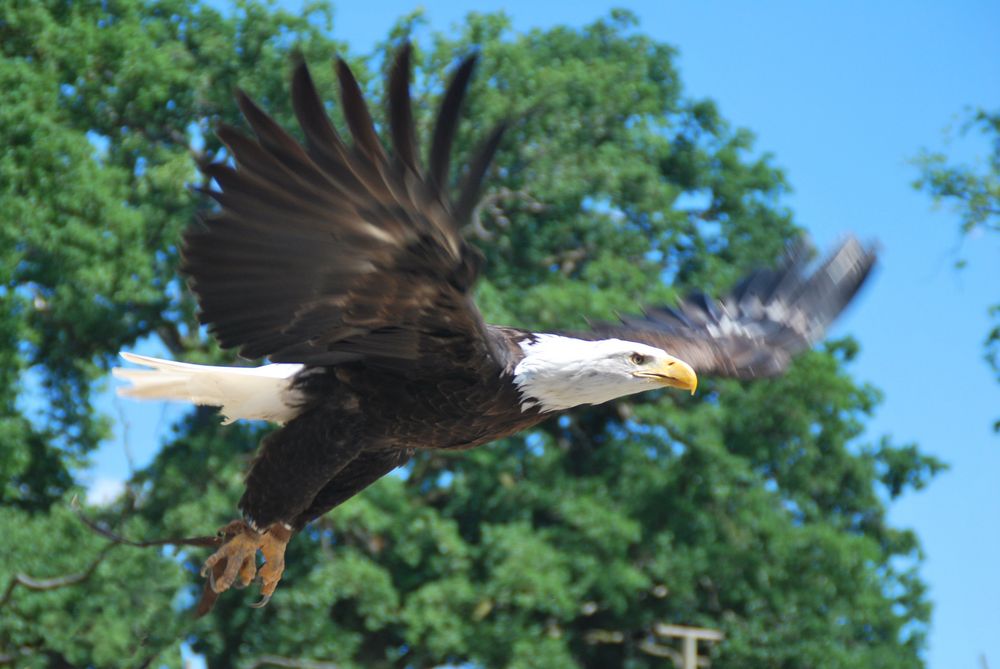 Greifvogel im Tierpark