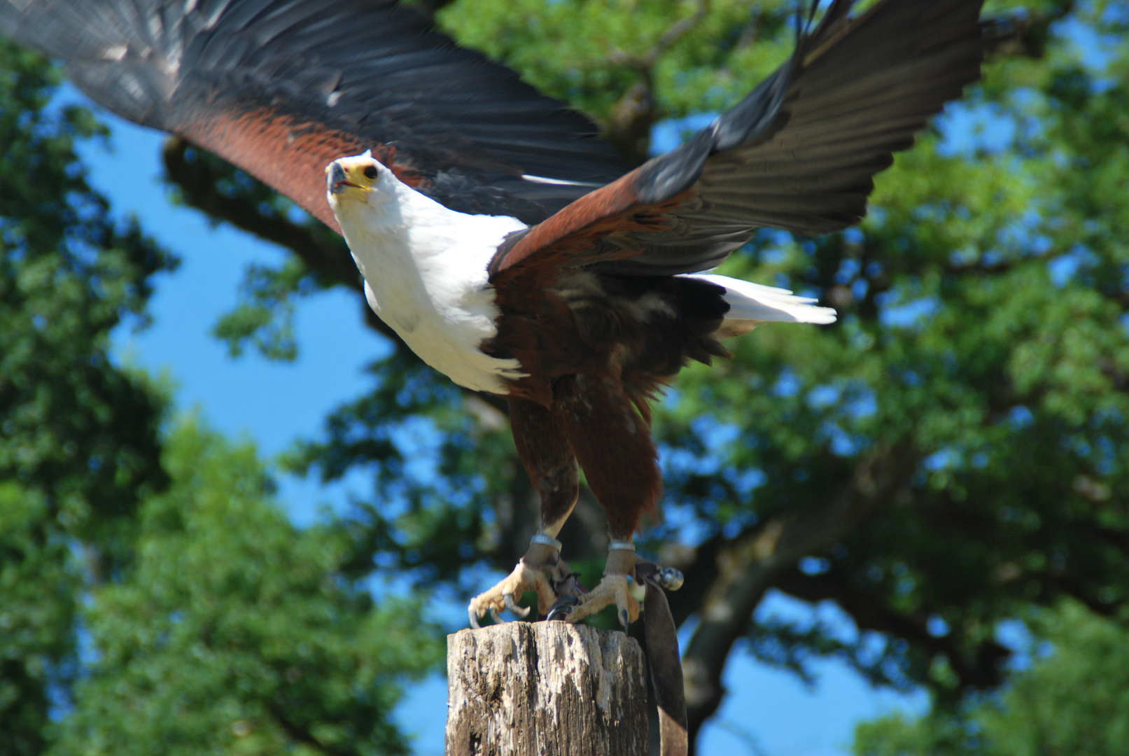 Greifvogel im Tierpark