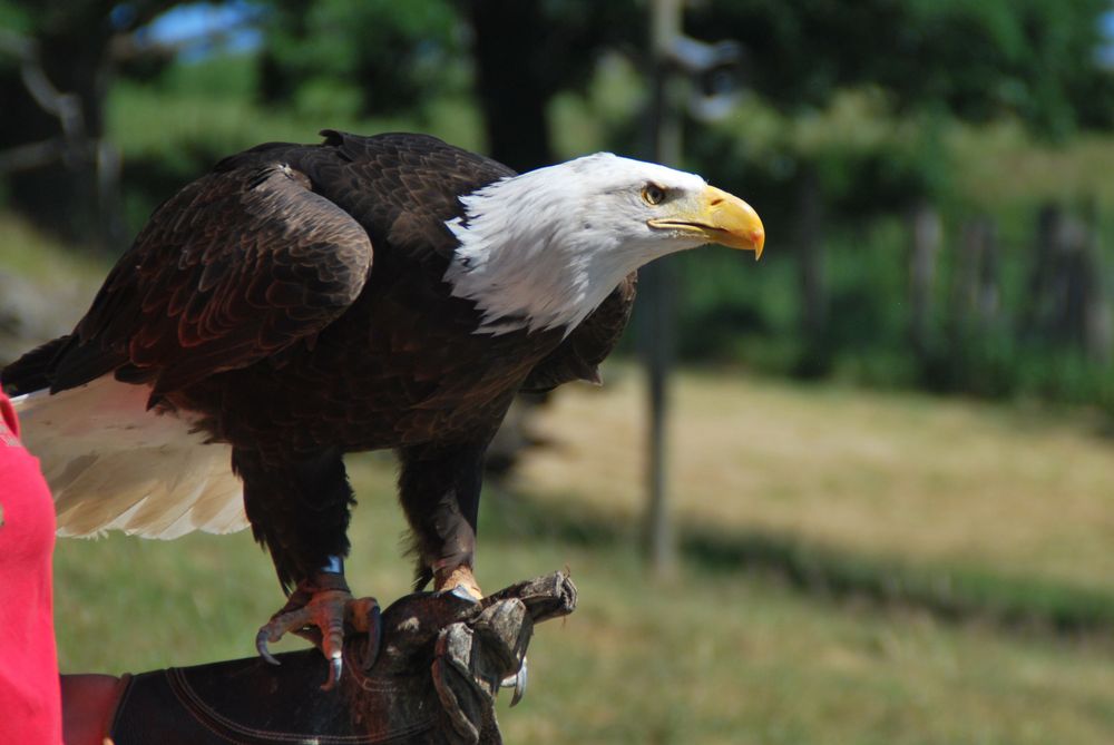 Greifvogel im Tierpark