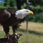 Greifvogel im Tierpark