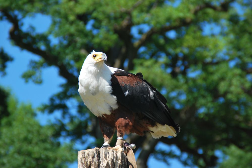 Greifvogel im Tierpark