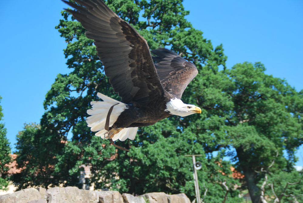 Greifvogel im Tierpark