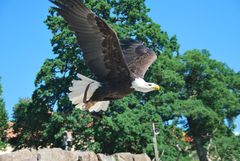 Greifvogel im Tierpark