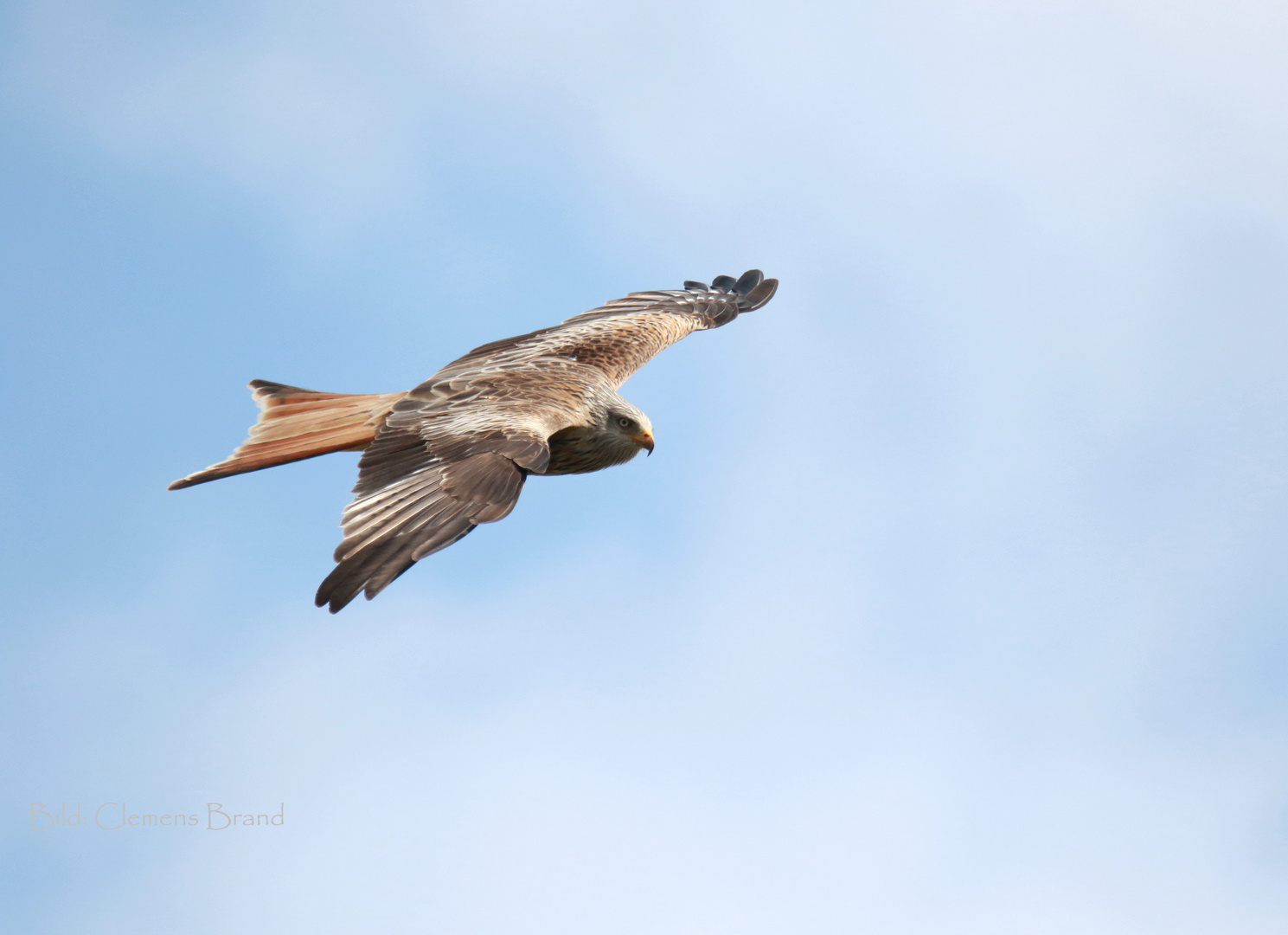 Greifvogel im Vorbeiflug oder im Frühjahr auf dem Balkon