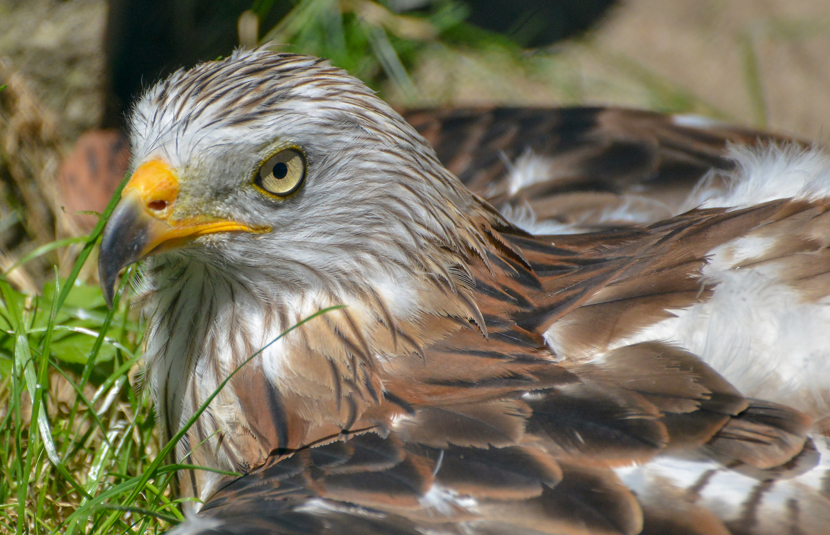 Greifvogel im Wildpark