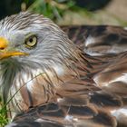 Greifvogel im Wildpark