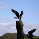 Greifvogel im Wildpark Edersee