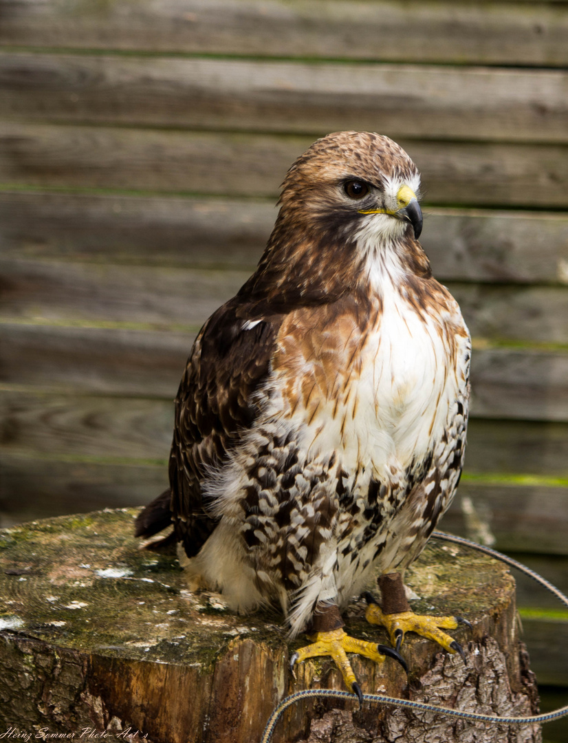 Greifvogel im Wildpark Hundshaupten