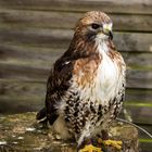 Greifvogel im Wildpark Hundshaupten