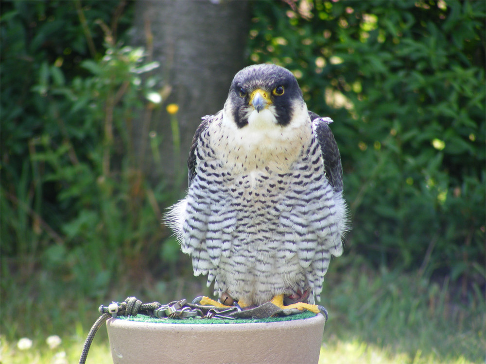 Greifvogel im Wildpark Potzberg