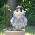 Greifvogel im Wildpark Potzberg