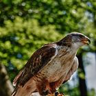 Greifvogel im Wildpark Tripsdrill