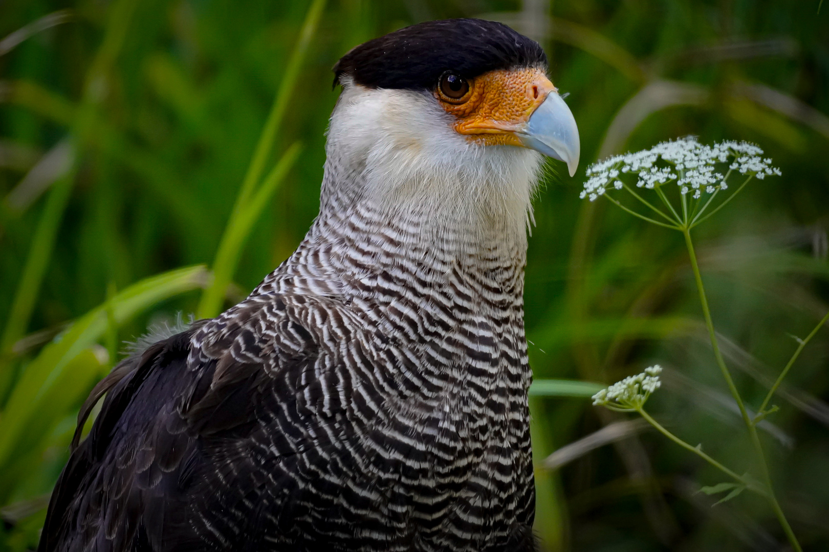 Greifvogel im Zoo Berlin