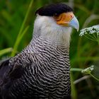 Greifvogel im Zoo Berlin