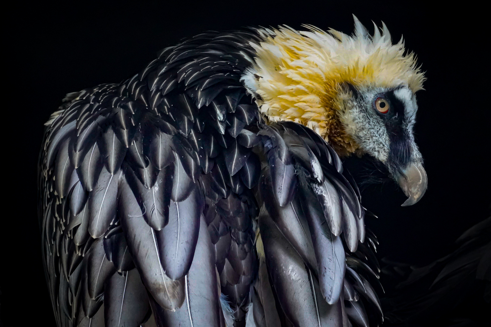 Greifvogel im Zoo Berlin