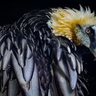 Greifvogel im Zoo Berlin