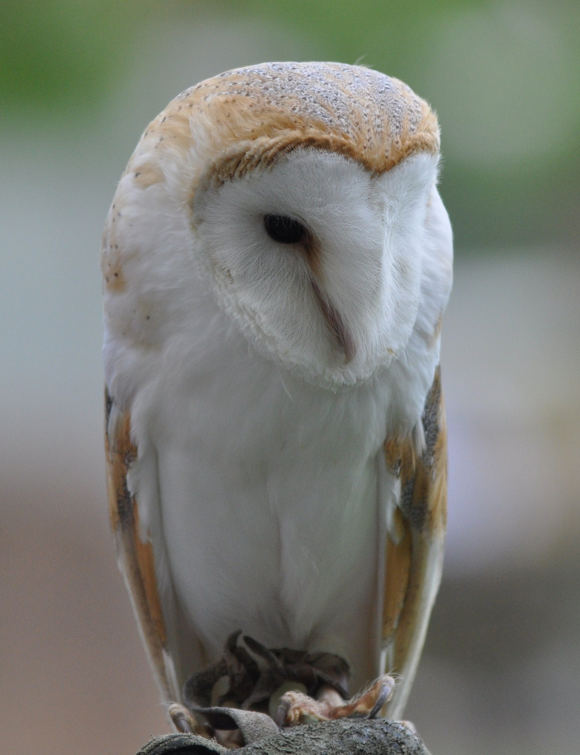 Greifvogel im Zoo Heidelberg