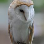 Greifvogel im Zoo Heidelberg