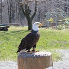 Greifvogel im Zoo in Neunkirchen