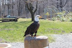Greifvogel im Zoo in Neunkirchen