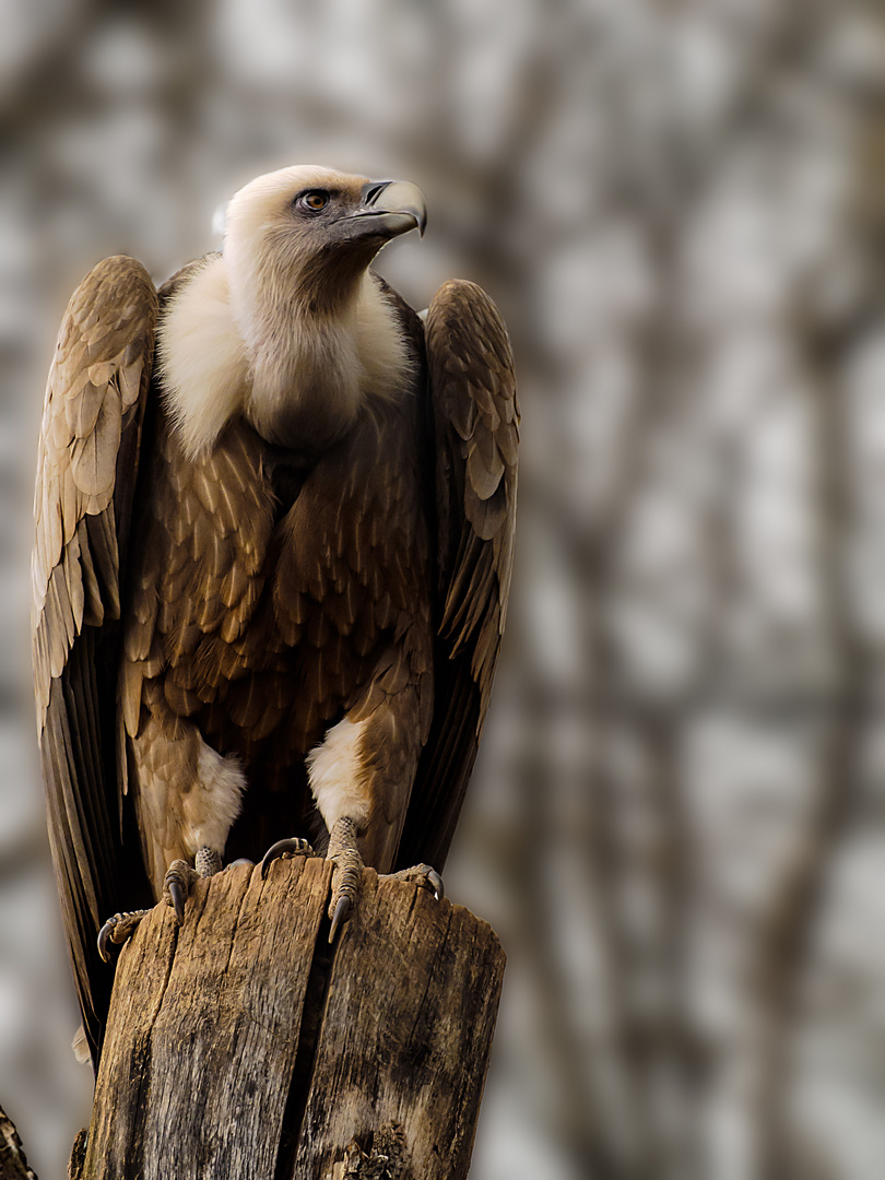 Greifvogel im Zoopark Erfurt