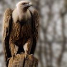 Greifvogel im Zoopark Erfurt