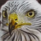 Greifvogel in Airbrush