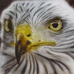 Greifvogel in Airbrush