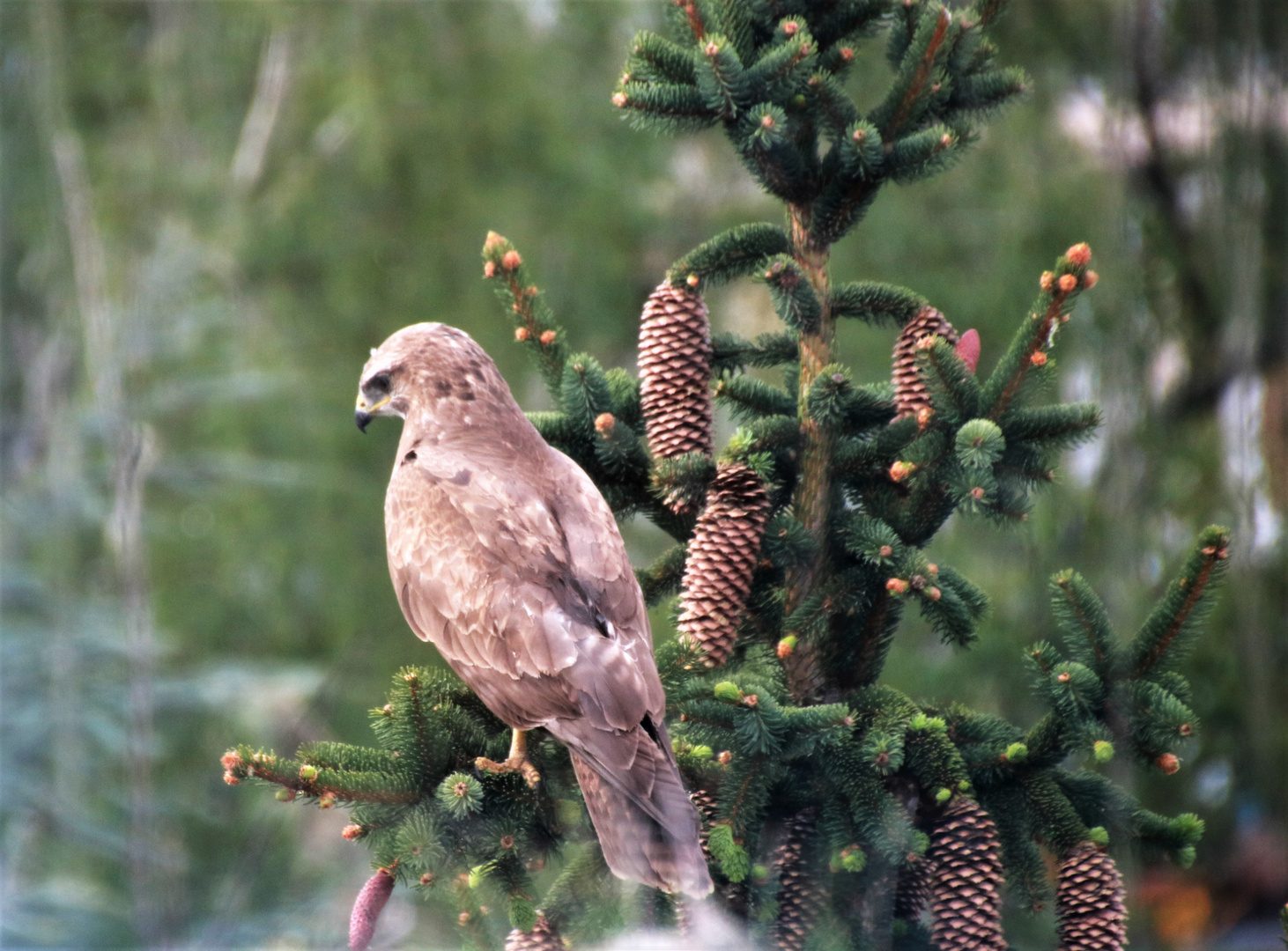 Greifvogel in Baum Stgt MB-18col