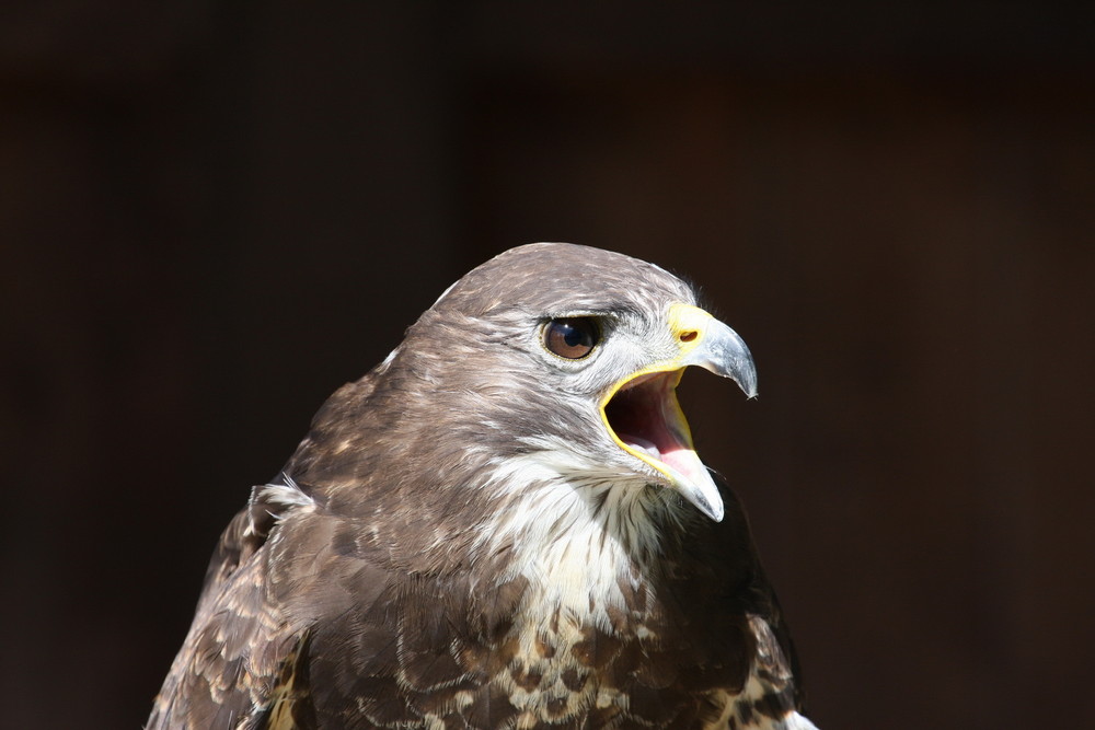 Greifvogel in dem Tierpark Sababurg