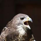 Greifvogel in dem Tierpark Sababurg