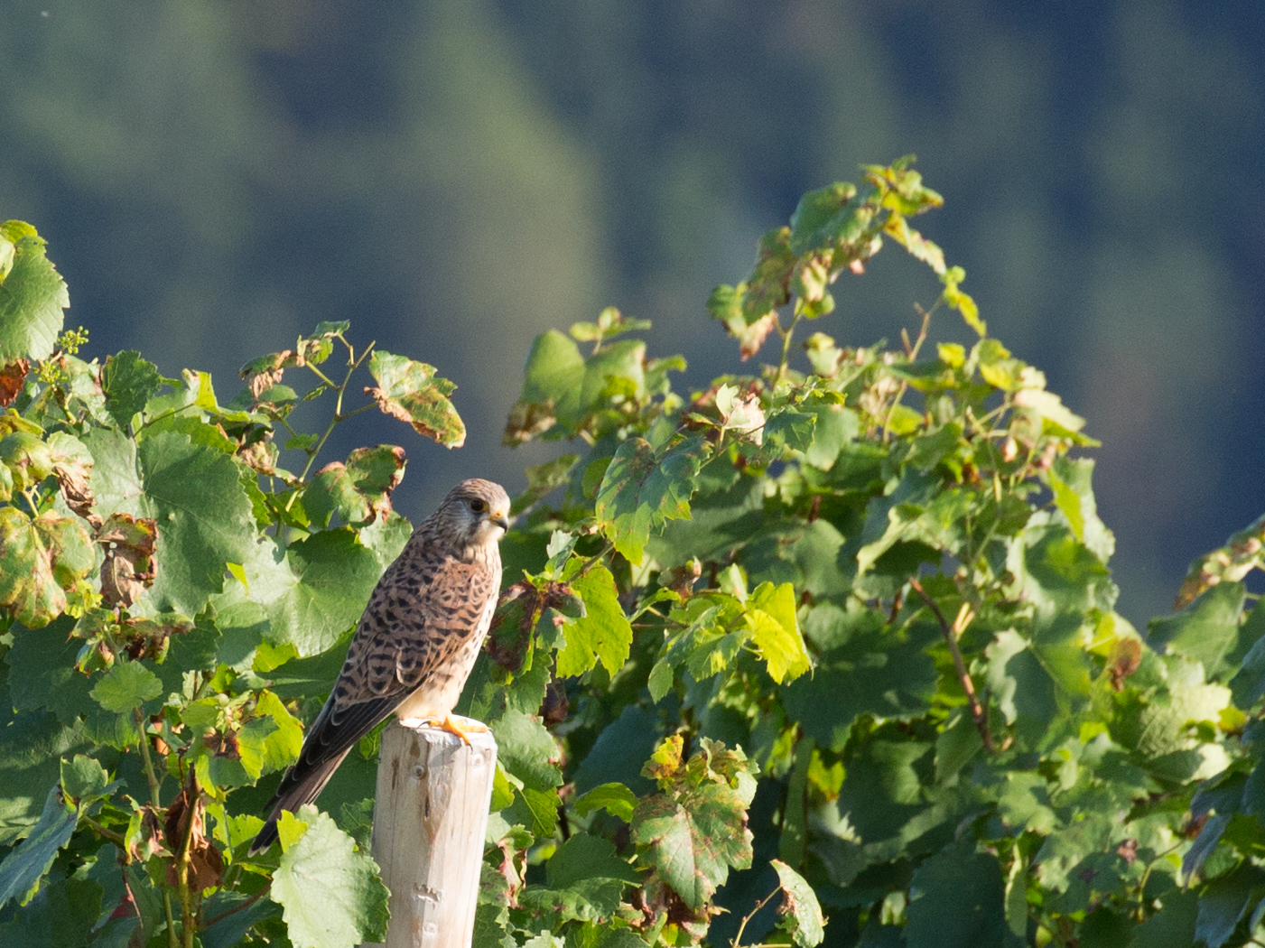 Greifvogel in den Weinbergen