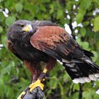 Greifvogel in der Falknerei bei Gerolstein