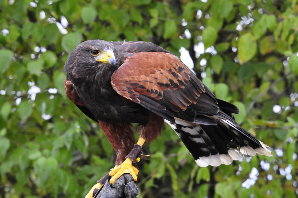 Greifvogel in der Falknerei bei Gerolstein