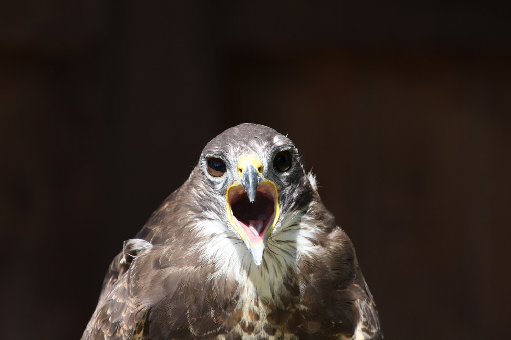 Greifvogel in der Sababurg