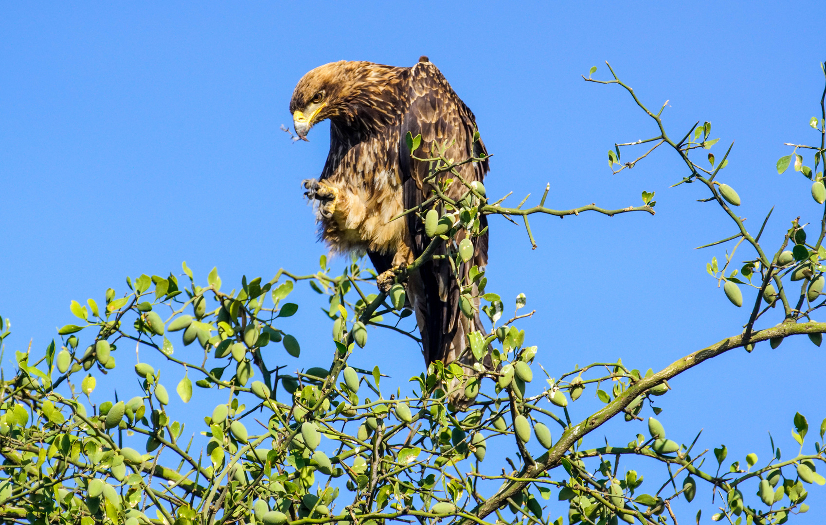 Greifvogel in der Serengeti