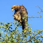 Greifvogel in der Serengeti