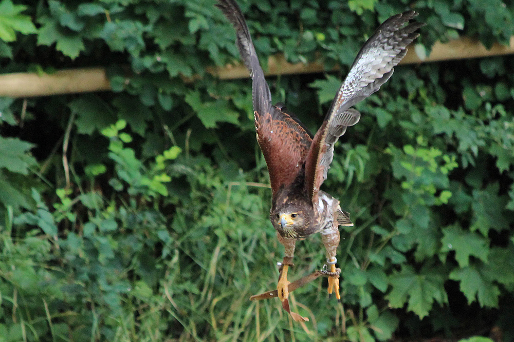 Greifvogel in Falknerei Schilliungsfürst