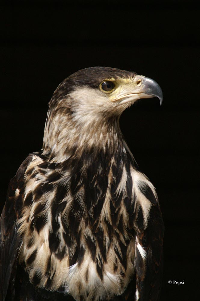 Greifvogel in Hellenthal