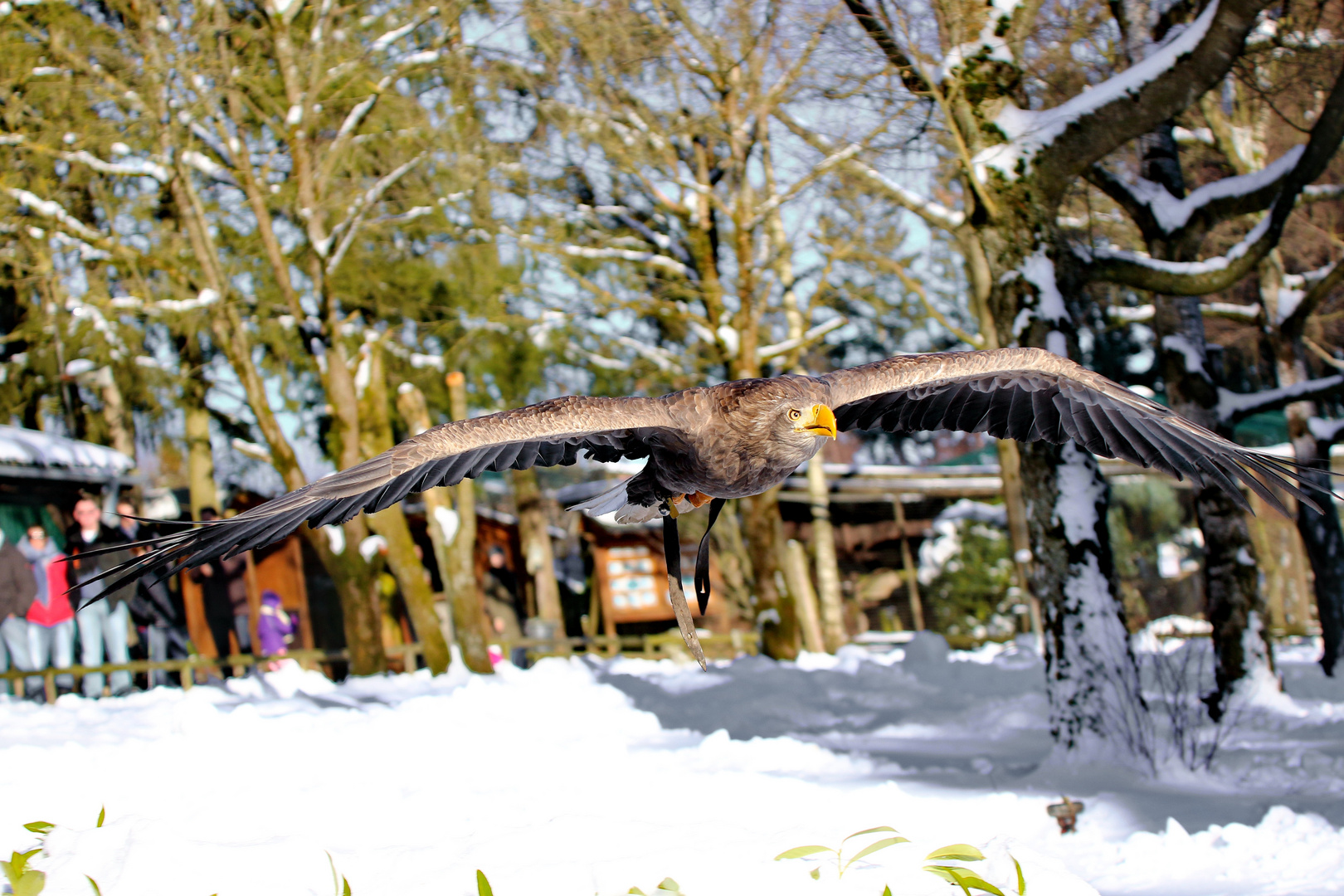   Greifvogel in Hellenthal