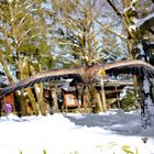   Greifvogel in Hellenthal