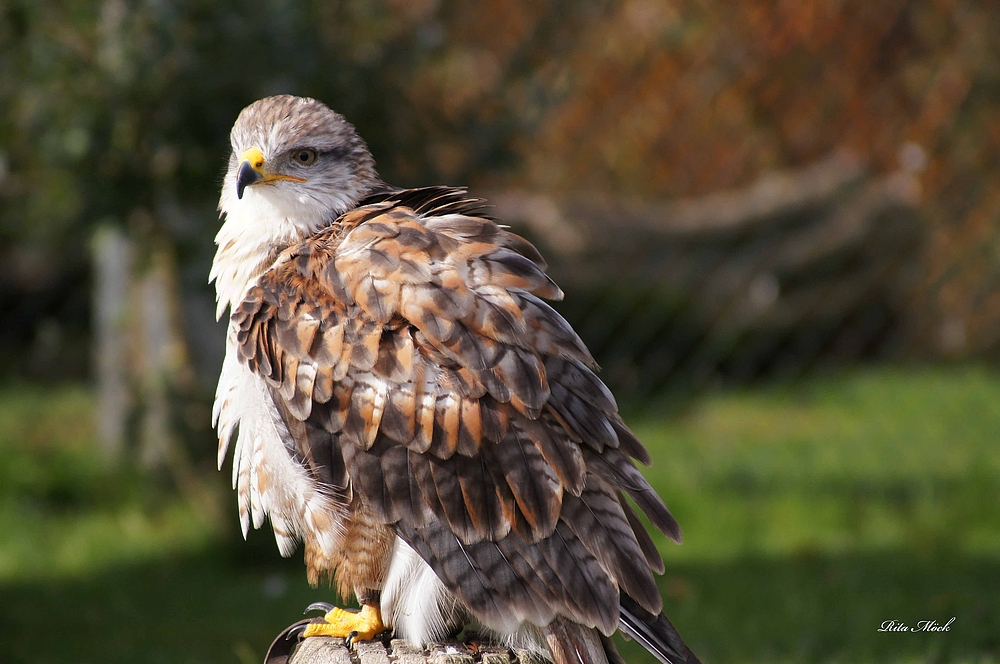 Greifvogel in Herbstfarben.....