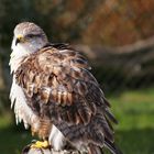 Greifvogel in Herbstfarben.....