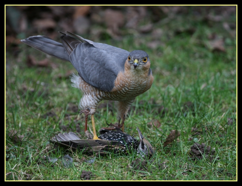 Greifvogel in unserem Garten