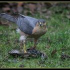 Greifvogel in unserem Garten