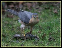 Greifvogel in unserem Garten